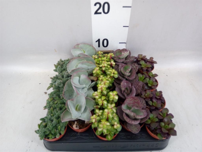 <h4>Succulents   ...</h4>