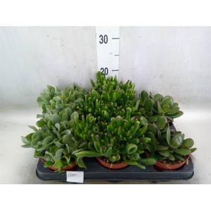 Crassula   ...mix