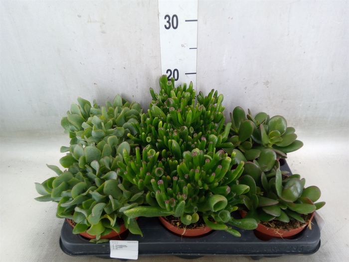 <h4>Crassula   ...mix</h4>