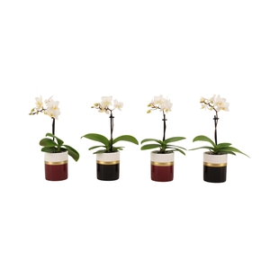 Dolomite Horizon Black / Bordeaux Tiny Dolls Wit 1T7+ Aqu@