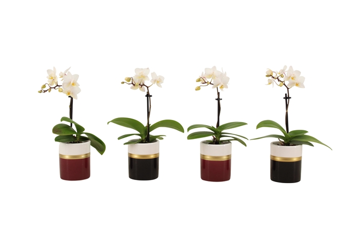 <h4>Dolomite Horizon Black / Bordeaux Tiny Dolls Wit 1T7+ Aqu@</h4>