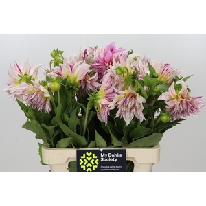 Dahlia Café Au Lait Twist