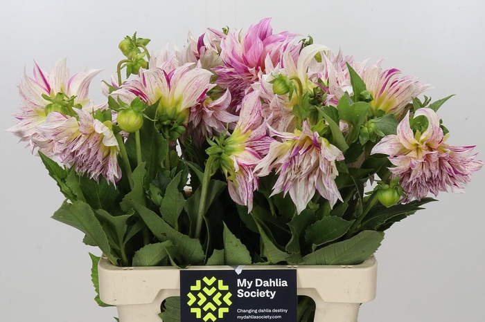 <h4>Dahlia Café Au Lait Twist</h4>