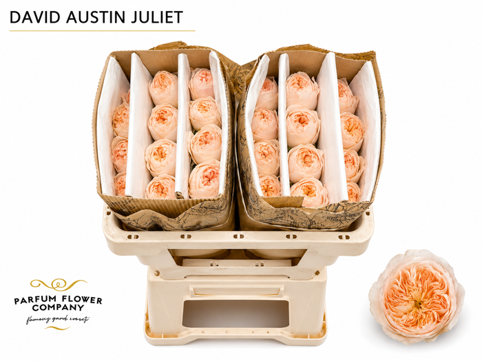 <h4>Rosa David Austin Juliet</h4>