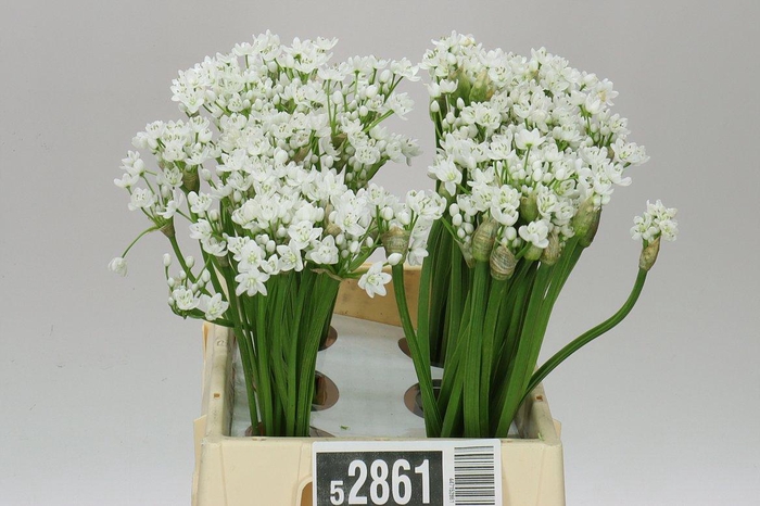 <h4>Allium Flocon</h4>