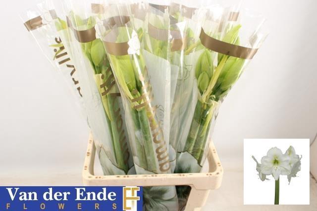 <h4>HIPP GA MONT BLANC</h4>