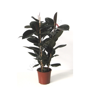 Ficus elastica 'Abidjan'
