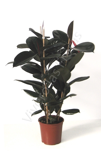 <h4>Ficus elastica 'Abidjan'</h4>