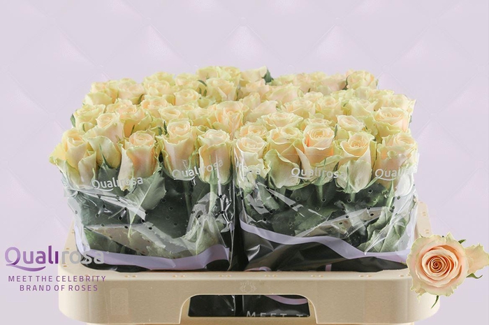 <h4>R Gr Charmant</h4>