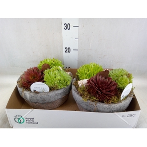 Arr.  Sempervivum L%