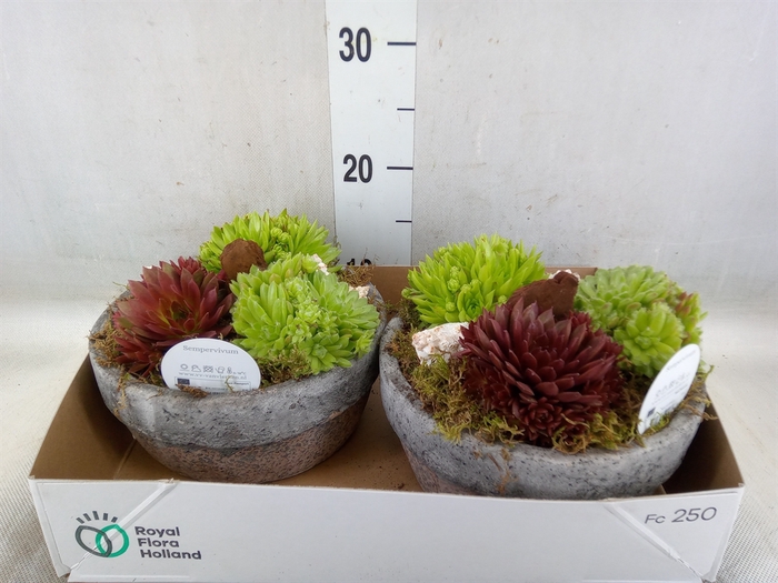 <h4>Arr.  Sempervivum L%</h4>