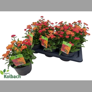 ACHI MILLEFOLIUM