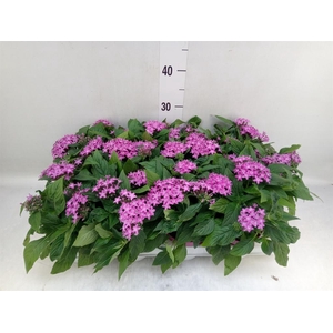 Pentas lanceolata 'Graffiti Violet'