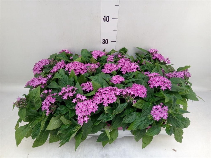 <h4>Pentas lanceolata 'Graffiti Violet'</h4>