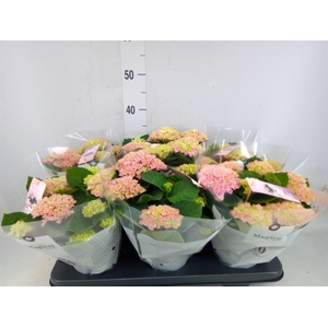 Hydrangea mac. 'Magical Revolution'