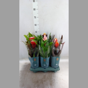 Guzmania   ...mix