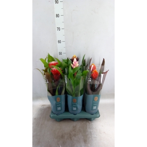 Guzmania   ...mix