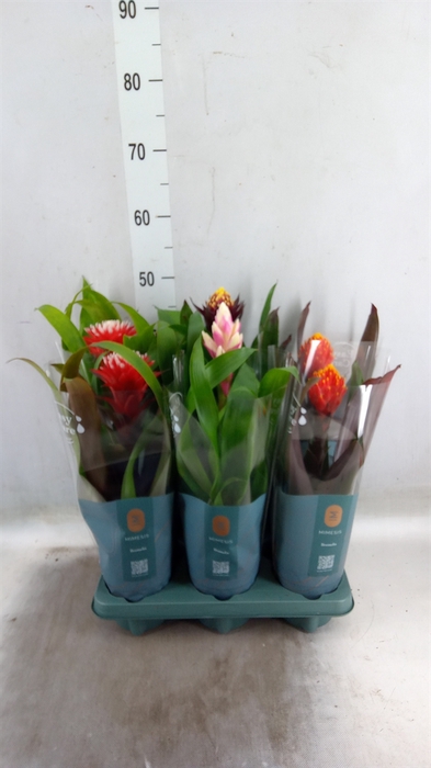 <h4>Guzmania   ...mix</h4>