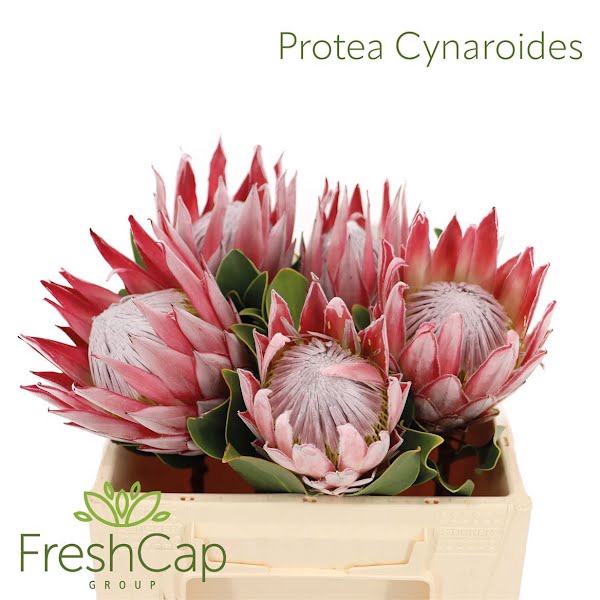 <h4>Protea Cynaroides Mini</h4>