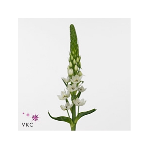 ORNITHOGALUM WHITE