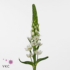<h4>ORNITHOGALUM WHITE</h4>