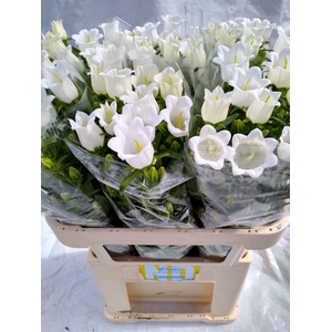 CAMP M CHAMPION WHIT