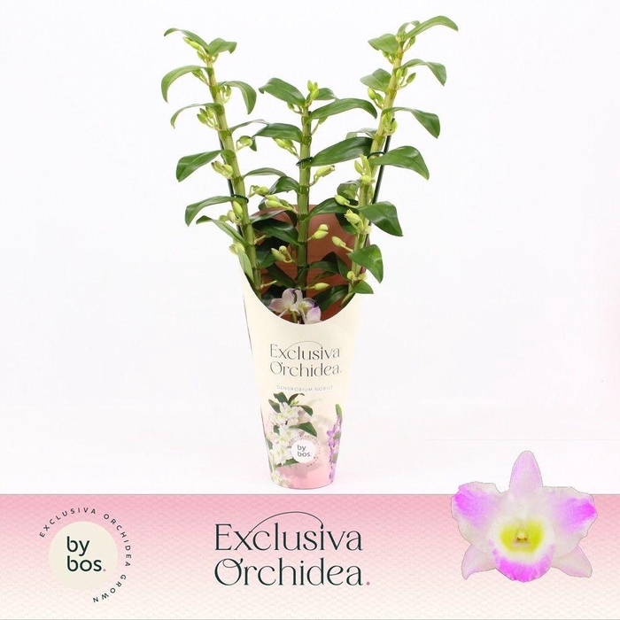 <h4>Dendrobium Nobilé, Pandora 3-spike 'Exclusiva Orchidea' Potcover</h4>