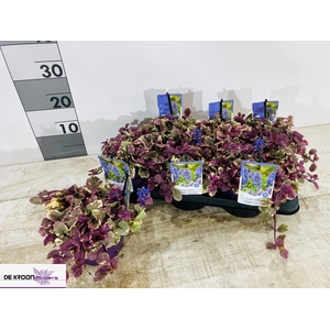 AJUGA R BURGUNDY GLO