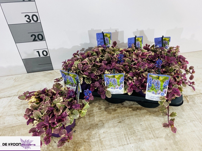 <h4>AJUGA R BURGUNDY GLO</h4>