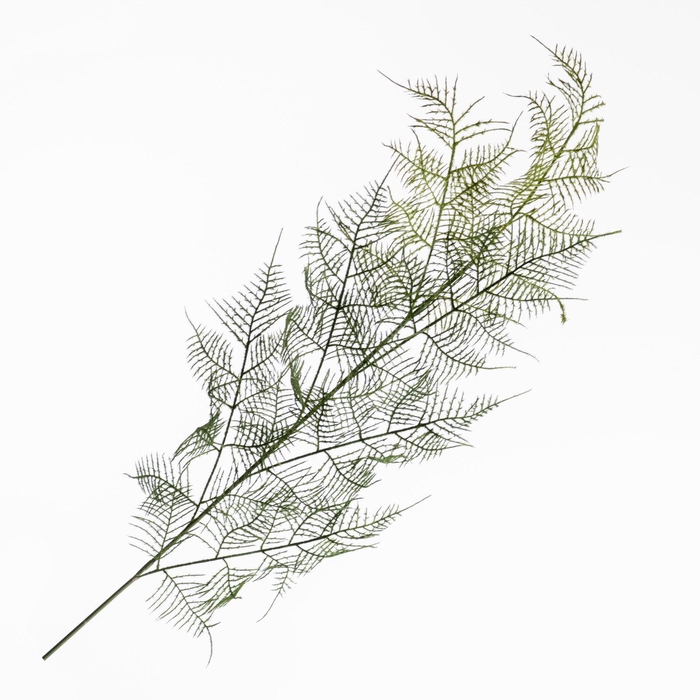 <h4>Asparagus Spray Green LV330123GRN</h4>