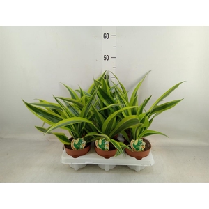 Dracaena fr de 'LemonLime'