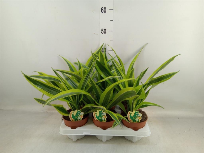 <h4>Dracaena fr de 'LemonLime'</h4>