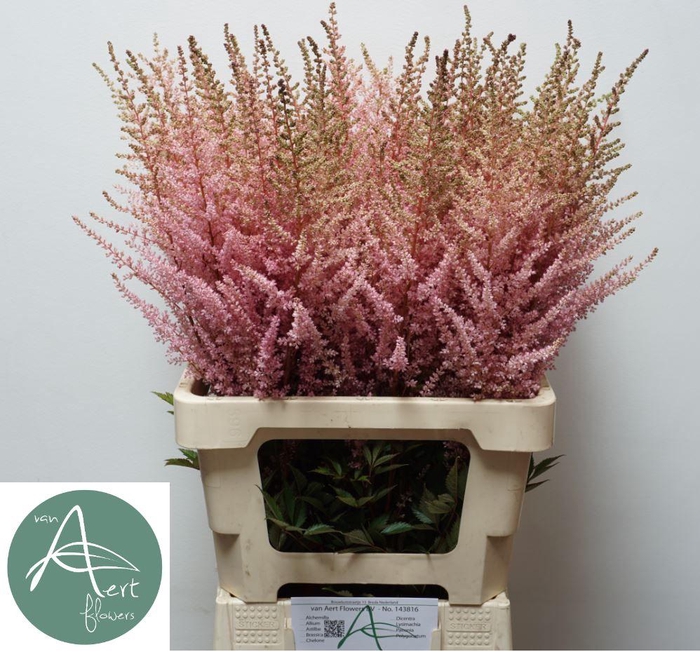 <h4>ASTIL AR ERIKA</h4>