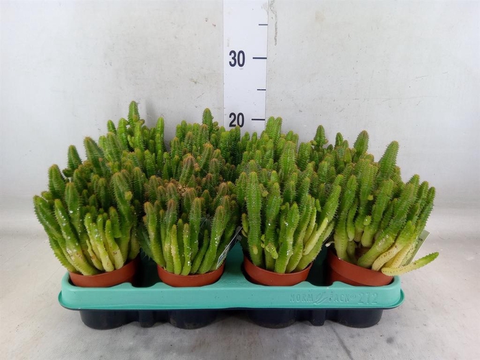 <h4>Euphorbia   ...</h4>