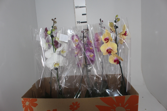 <h4>PHALAENOPSIS P15 MIN 8 FLS</h4>