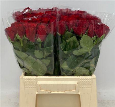 <h4>R Gr Upper Class</h4>