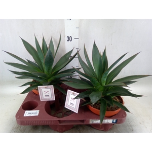 Agave  'Shaka Zulu'