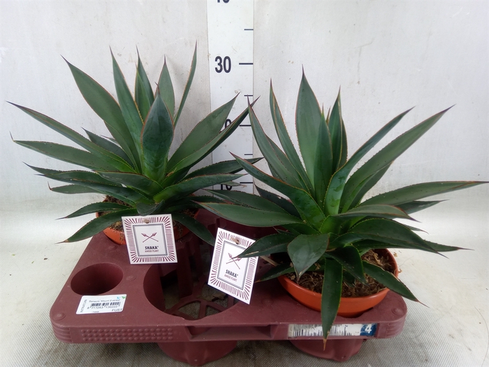 <h4>Agave  'Shaka Zulu'</h4>