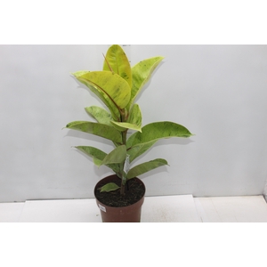 FICUS ELASTICA SHIVEREANA MOONSHINE P17