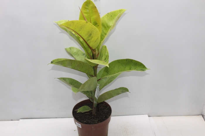 <h4>FICUS ELASTICA SHIVEREANA MOONSHINE P17</h4>