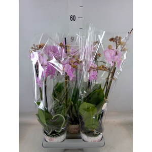 Phalaenopsis  'Manta Penida'