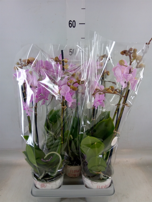 <h4>Phalaenopsis  'Manta Penida'</h4>