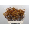 Anigozanthos Gold Fever