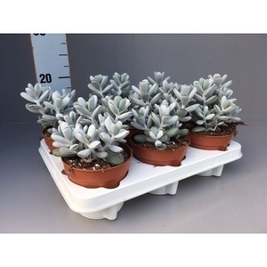 Cotyledon Orbiculata 12 cm