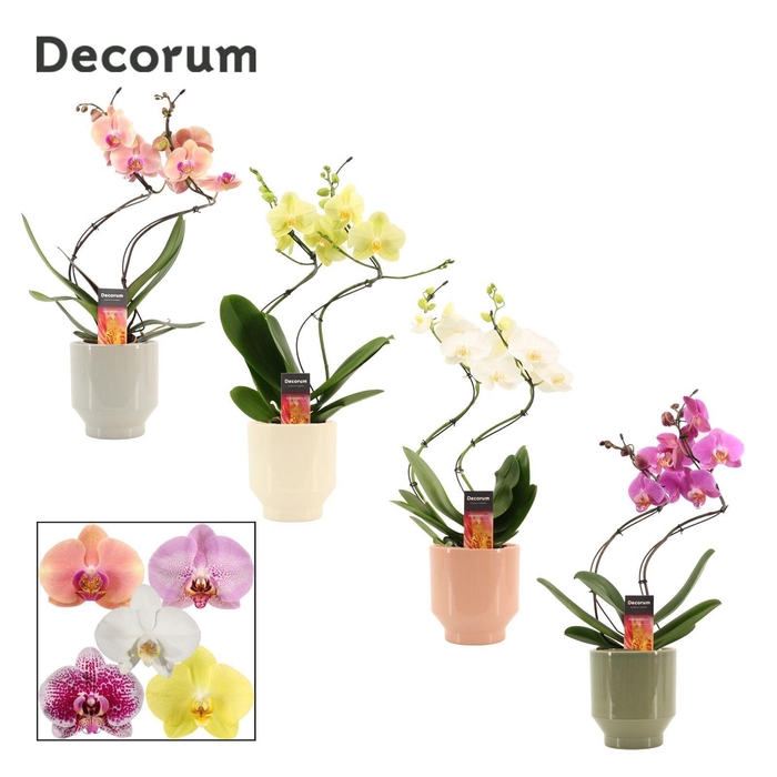 <h4>Phalaenopsis hurricane mix in Pato (Deco-collection)</h4>
