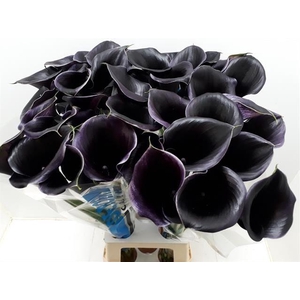 CALLA CAPTAIN BERETTA ZWART