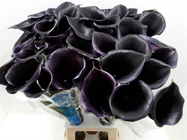 <h4>CALLA CAPTAIN BERETTA ZWART</h4>