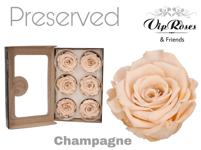 <h4>R PRESERVED CHAMPAGNE</h4>