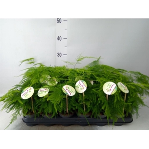 Asparagus setaceus