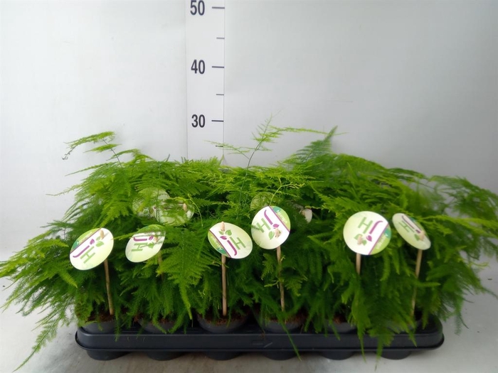 <h4>Asparagus setaceus</h4>